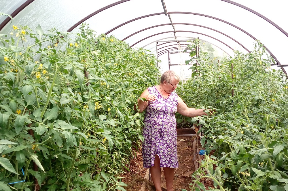 Садовод Ганичкина дала советы по уходу за тепличными томатами в плохую погоду